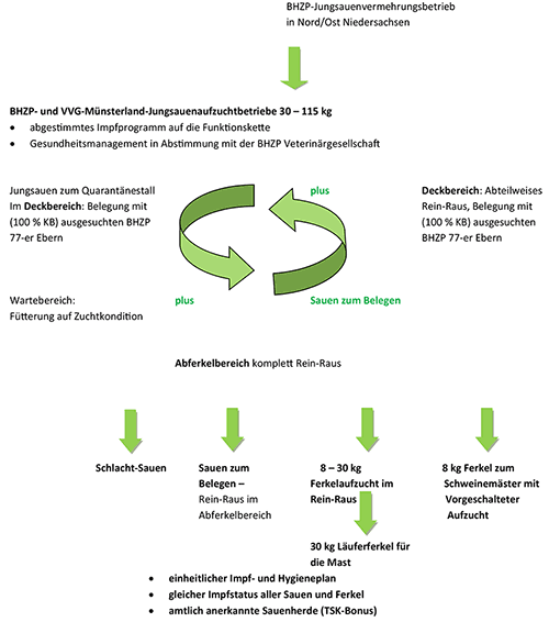 Diagramm Arbeitsteilige Sauenhaltung klein