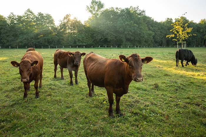 Schweinezucht 048